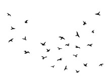 Flying Bird. Flock Of Birds Black Silhouettes, Abstract Flight Migration Animal Wildlife, Simple Seagull Shapes Decorative Element Vector Isolated Illustration