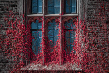 Red Brick Wall With Window And Creeper Red Plant, Old Architecture