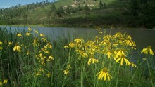 Bright Yellow Wildflowers Sway In The Breeze On The Shore Of Lake Alice In Sugarite Canyon State Park In New Mexico, USA.