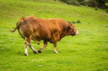 Close up of a large, red Limousin Bull, with brass ring through his nose, walking to the right with his tail swishing in grass meadow.  North Yorkshire, UK.  Space for copy