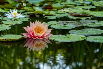 Magic big bright pink water lily or lotus flower Perry's Orange Sunset in pond. Nymphaea reflected in water. Flower landscape for nature wallpaper. Atmosphere of calm relaxation, happiness and love.