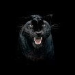 Portrait of a black panther with a black background