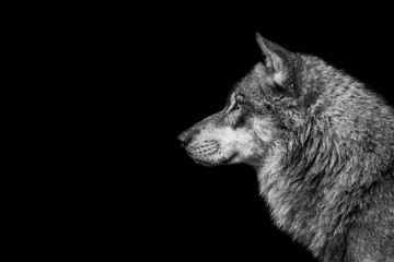 Wall Mural - portrait of a wolf with a black background