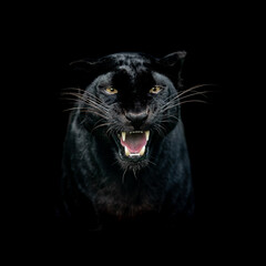 Leinwandbilder - Portrait of a black panther with a black background