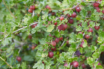 Poster - gooseberry growing on a sunny summer day