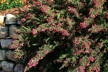 Red Grevillea lanigera flowers on a plant in a garden