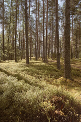 Wall Mural - Pine woods in summer. Sunny day. Vertical layout