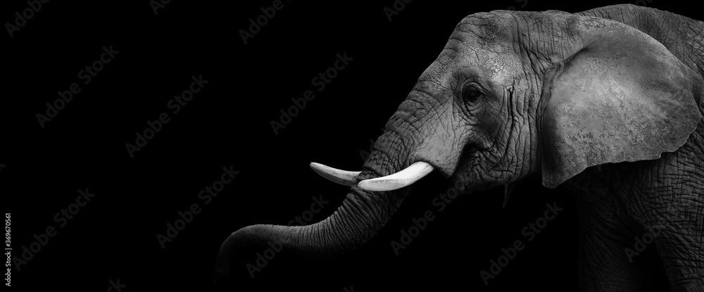African elephant with trunk up - obrazy, fototapety, plakaty 