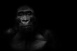 Dark portrait of a gorilla on a black background