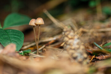 Mushrooms in the forest