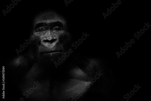 Fotografía Dark portrait of a gorilla on a black background