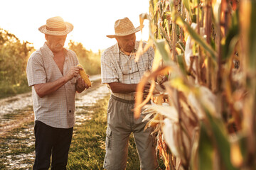 Portrait of two senior farmers. They standing in front of the corn field.	
