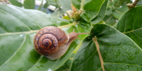 snail on leaf