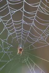 spider on web