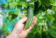 A man's hand holds a green cucumber in a greenhouse. Close-up