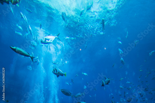Plakaty nurkowanie  ryby-oceaniczne-plywajace-w-blekitnym-morzu