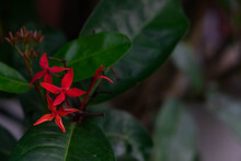 Picture Of A Dense Needle-shaped Red Flower On A Bush Background.