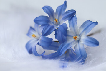 Canvas Print - Closeup shot of blue flowers on a white background with feathers