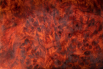 Wall Mural - Nature Burma padauk burl wood striped are wooden beautiful pattern for crafts or art background