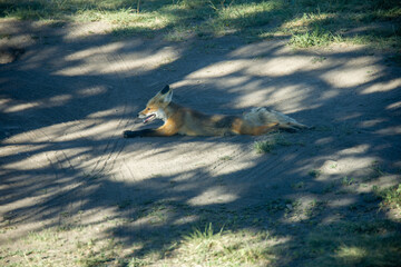 Poster - High angle shot of a cute fox lying on the sandy ground covered by the sunlight