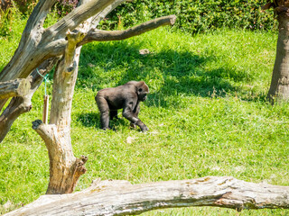 Poster - Small black gorilla running in a bright green field at a zoo