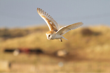 Wall Mural - Bird of Prey - Barn Owl in flight with beautiful colours on the feathers