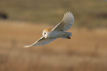  Bird of Prey - Barn Owl in flight with beautiful colours on the feathers