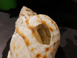 Canvas Print - Closeup shot of brown shaded seashell on a ground