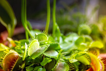 Venus Flytrap Carnivorous Plant Close-up View