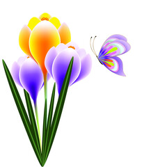 Wall Mural - Floral background with a bouquet of crocuses and butterfly.