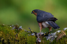 Sparrowhawk (Accipiter Nisus), Perched Sitting On A Plucking Post With Prey. Scotland, UK