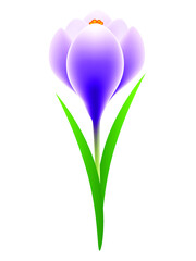 Wall Mural - Crocus flower isolated on white background.