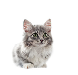  Sitting gray kitten with green eyes