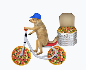 Wall Mural - The beige dog courier in a blue cap delivers pizza by bike. White background. Isolated.