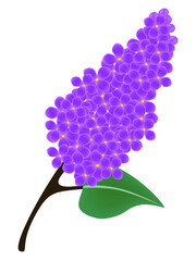 Wall Mural - Branch of blooming lilac.