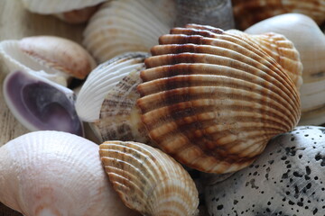 Collection of seashells collected on the beaches of Galicia (Spain)