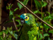 Close-up on a the head of a blue-fronted amazon - Amazon parrot