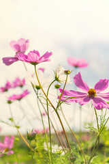fresh delicate pink and white cosmos flowers