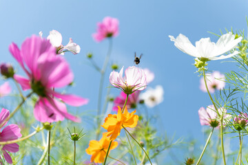 Fresh Delicate Pink and White Cosmos Flowers