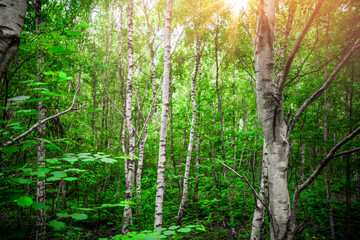 Wall Mural - birch trees with white barch