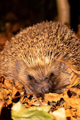 Wild, native hedgehog Between the leaves of autumn at night close up