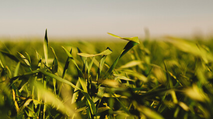 Wall Mural - green grass in the wind