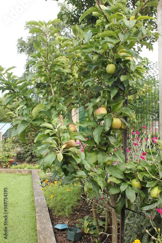 Dwarf apple tree with fruit