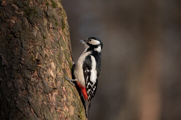 Woodpecker on the tree 