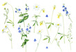 Set of watercolor flowers chamomile, veronica and violets
