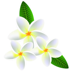 Wall Mural - Flowers frangipani (Plumeria) with leaves.