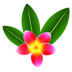 Wall Mural - Red plumeria frangipani flower with green leaves