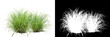 Leinwandbild Motiv Grass isolated on white. Clipping mask included.