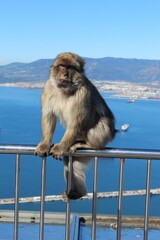 Monkeys in Gibraltar