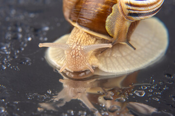 Helix pomatia. grape snail. mollusc and invertebrate. delicacy meat and gourmet food.